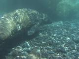 Molting Northern Elephant Seal, Furseal Underwater
