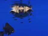 Loggerhead Turtlle With Fish Reflected