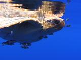 Loggerhead Turtlle With Fish Reflected