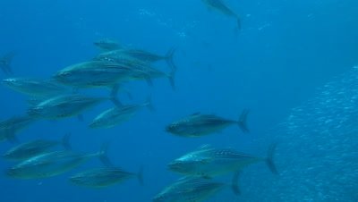 Huge sardine school near reef collaopses from skipjack tuna attack