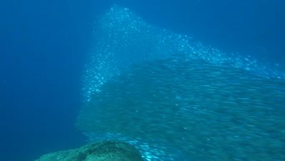 Huge sardine school near reef collapsing from skipjack tuna attack