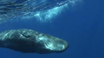 Young Female Sperm Whale Calf