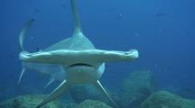 Scalloped Hammerhead Sharks Schooling 