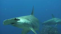 Galapagos Sharks Stock Footage