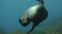 Guadalupe Furseal Shows Curiouosity
