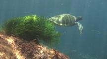 Green Sea Turtle Emerges