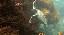 Green Sea Turtle Feeding On Kelp