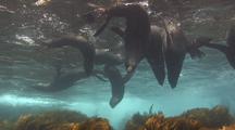 Guadalupe Furseals Resting At Surface, 