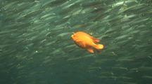 Baitfish In Kelp Forest