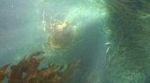 Baitfish In Kelp Forest