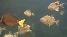 Schooling Finescale Triggerfish