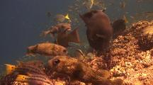 Balloonfish, Triggerfish Eating Barnacles