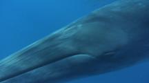Bryde's Whale Passes Through Sardine Baitball