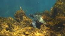 Feeding Sea Turtle Revealed