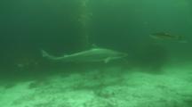 Soupfin Shark Passes