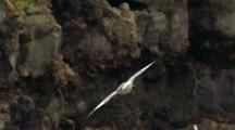 Seabird Northern Fulmar Flies Around Ocean Cliff