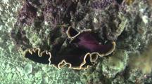 Flatworms Mating, Penis Fencing