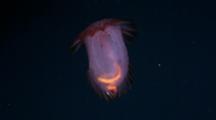 Swimming Deep Sea Pink Sea Cucumber