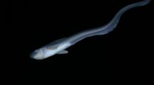 Jellynose Fish Swims In Deep Sea, Black Background
