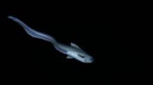 Jellynose Fish Swims And Turns In Deep Sea, Black Background