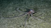 Undescribed Octopus Moves On Sand Bottom In Deep Sea
