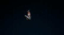 Wonky-Eyed Jewel Squid Swims In Deep Sea