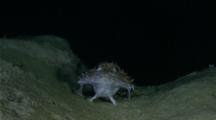 Deep Sea Goosefish Rests On Sandy Boulder