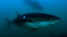 Atlantic Bluefin Tuna Feeding
