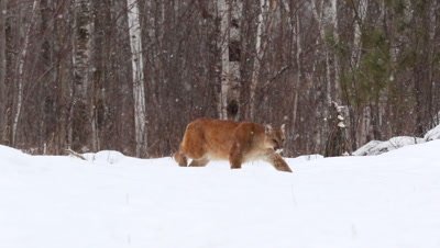 Cougar,Puma concolor,walking in snow