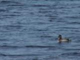 Red Necked Grebe And Passing Eider Duck