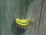 Burnet Six Spot Moth Caterpillar