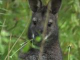 Red Necked Wallaby Looking And Feeding