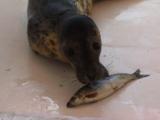 Atlantic Grey Seal Pup At Santuary, Eating Fish