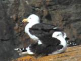 Greater Black Backed Gull Pair Resting On Rock