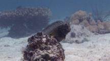 Starry Blenny On Look Out