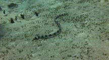 Convict Snake Eel Hunting In Sand