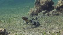 Napoleon Snake Eel Travels Over Sand