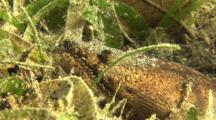 Stargazer Snake Eel Buried In Sand