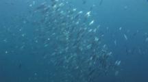 Long-Jawed Mackerel Feeding 