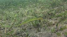 Double Ended Pipe Fish In Seagrass