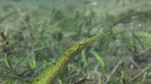 Double Ended Pipe Fish In Seagrass, Close Up Of Face