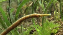 Short Tailed Pipefish In Seagrass