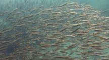 Large School Of Shrimp Fish