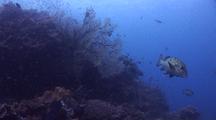 Harlequin And Indonesian Sweetlips On Reef