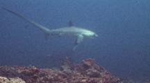 Pelagic Thresher Shark Passing By A Manta