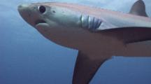 Pelagic Thresher Shark Passes Close Looking To Be Cleaned