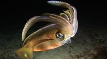 Big Fin Reef Squid At Night Time Agitated By Lights