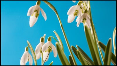 Snowdrop, Galanthus nivalis, flowers opening against bluescreen with rotation
