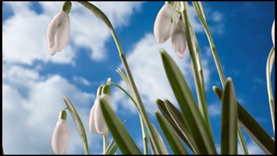 Snowdrop flowers opening as they rotate against sky time lapse background composited onto bluescreen background.