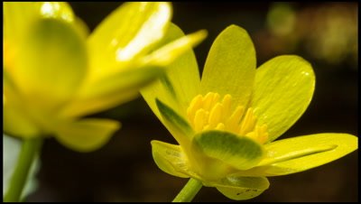 Lesser Celandine, Ranunculus ficaria, flowers opening in early spring in response to sunlight.
